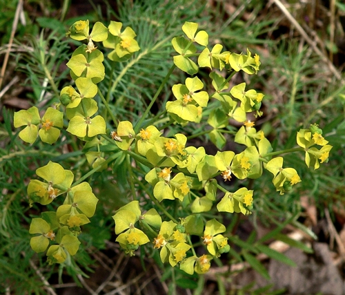{Euphorbia cyparissias}
